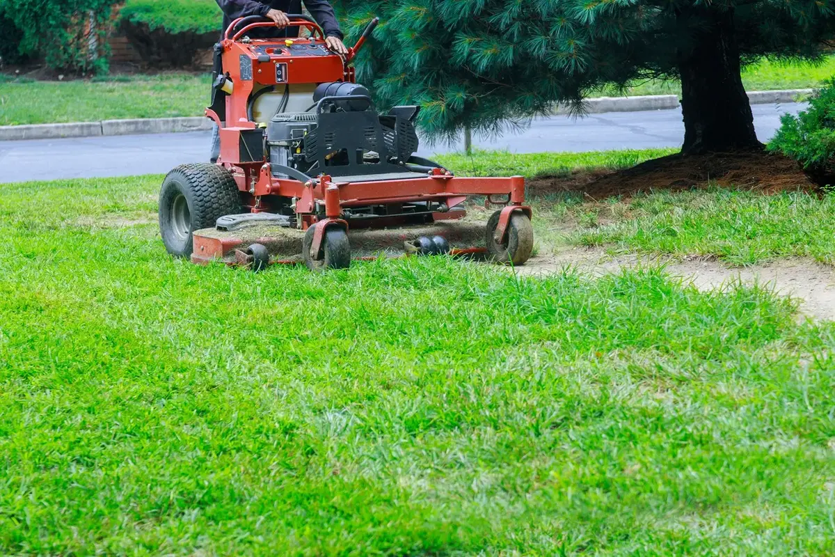 Commercial mower cutting thick green grass